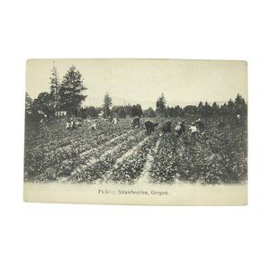 Postcard Picking Strawberries 1901 approx Oregon Real Photo Undivided RPPC